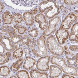 TMEM219 Antibody, Novus Biologicals:Antibodies:Primary Antibodies